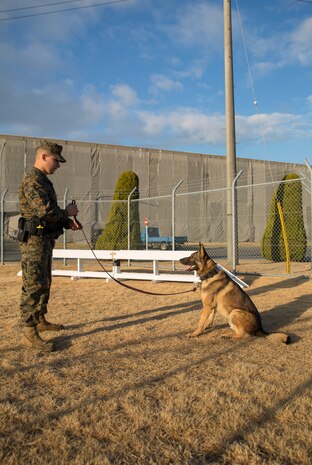 Lance Cpl. John D. Barron, a military working dog handler with the Provost Marshal’s Office, practices giving Zaron, Barron’s military working dog, commands at the obedience course aboard Marine Corps Air Station Iwakuni, Japan, Jan. 12, 2015. The obedience course is used for teaching basic commands and physical training.