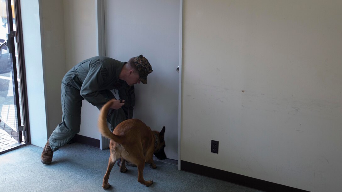 Cpl. Nickolaus Hess, a military working dog handler with the Provost Marshal’s Office, commands Azra, Hess’ military working dog, to sniff the bottom of the door during building clearing training, Jan. 12, 2015, aboard Marine Corps Air Station Iwakuni, Japan. Military working dogs use their sense of smell to find suspicious substances or suspects.