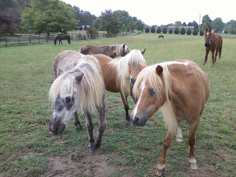 A variety of four-legged creatures can be found roaming around the Milhoans’ farm in Estill Springs. In addition to dogs and cats, Al and Jennifer also have 10 horses, six of which are miniature horses.  (Photo provided)