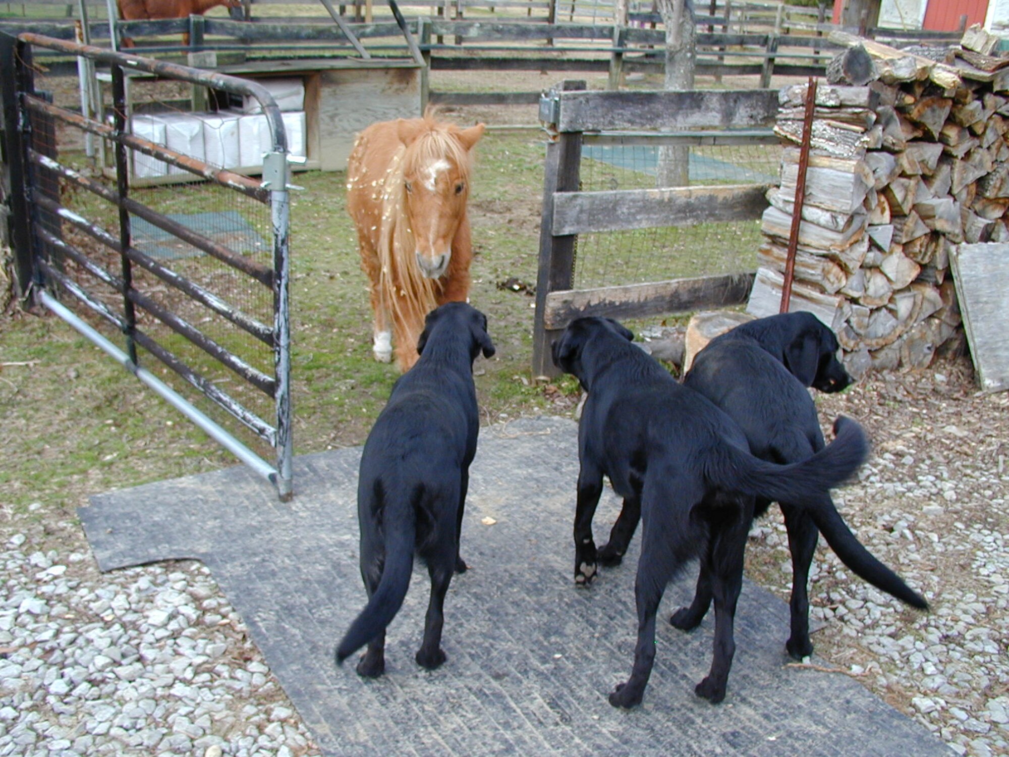 A variety of four-legged creatures can be found roaming around the Milhoans’ farm in Estill Springs. In addition to dogs and cats, Al and Jennifer also have 10 horses, six of which are miniature horses.  (Photo provided)