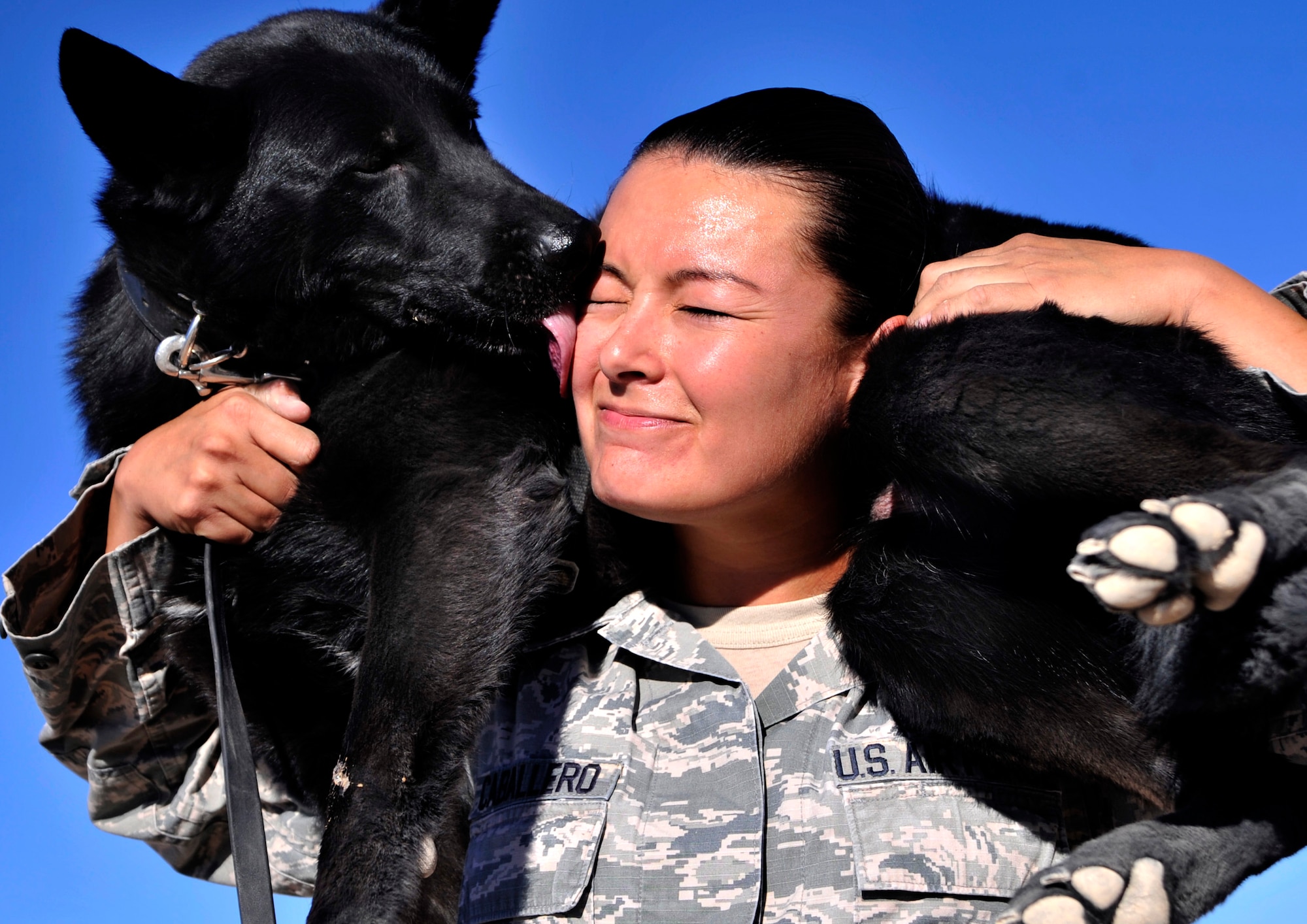 Military Working Dog Kiara licks her handler Staff Sgt. Rosanne Caballero, 799th Security Forces Squadron MWD trainer, after searching vehicles for contraband July 23, 2014, at Creech Air Force Base, Nev. Handlers play with their dogs throughout the day to praise them for a job well done as well as to build a bond between each other. (U.S. Air Force photo by Airman 1st Class Christian Clausen/Released)