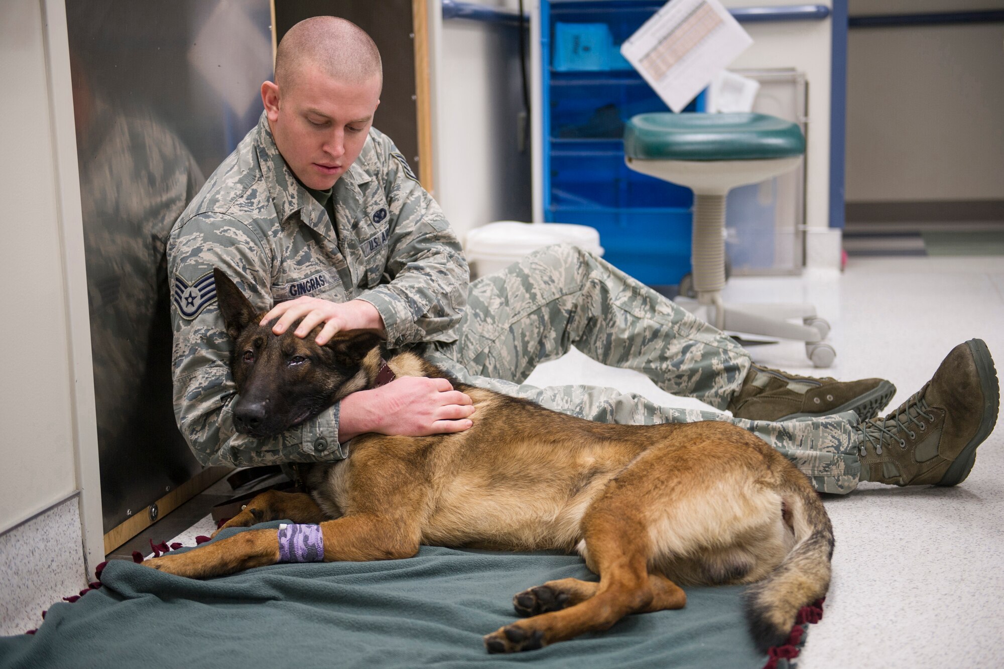 U.S. Air Force Staff Sgt. Paul Gingras, a 354th Security Forces Squadron military working dog handler, comforts Ooger, a 354th SFS military working dog, after an annual dental cleaning at the Veterinarian Treatment Facility on Fort Wainwright, Alaska, Dec. 19, 2014. Ooger's annual dental check-up provided two U.S. Army flight medics an opportunity to learn how to care for a MWD in a controlled environment. (U.S. Air Force photo by Staff Sgt. Joshua Turner/Released)