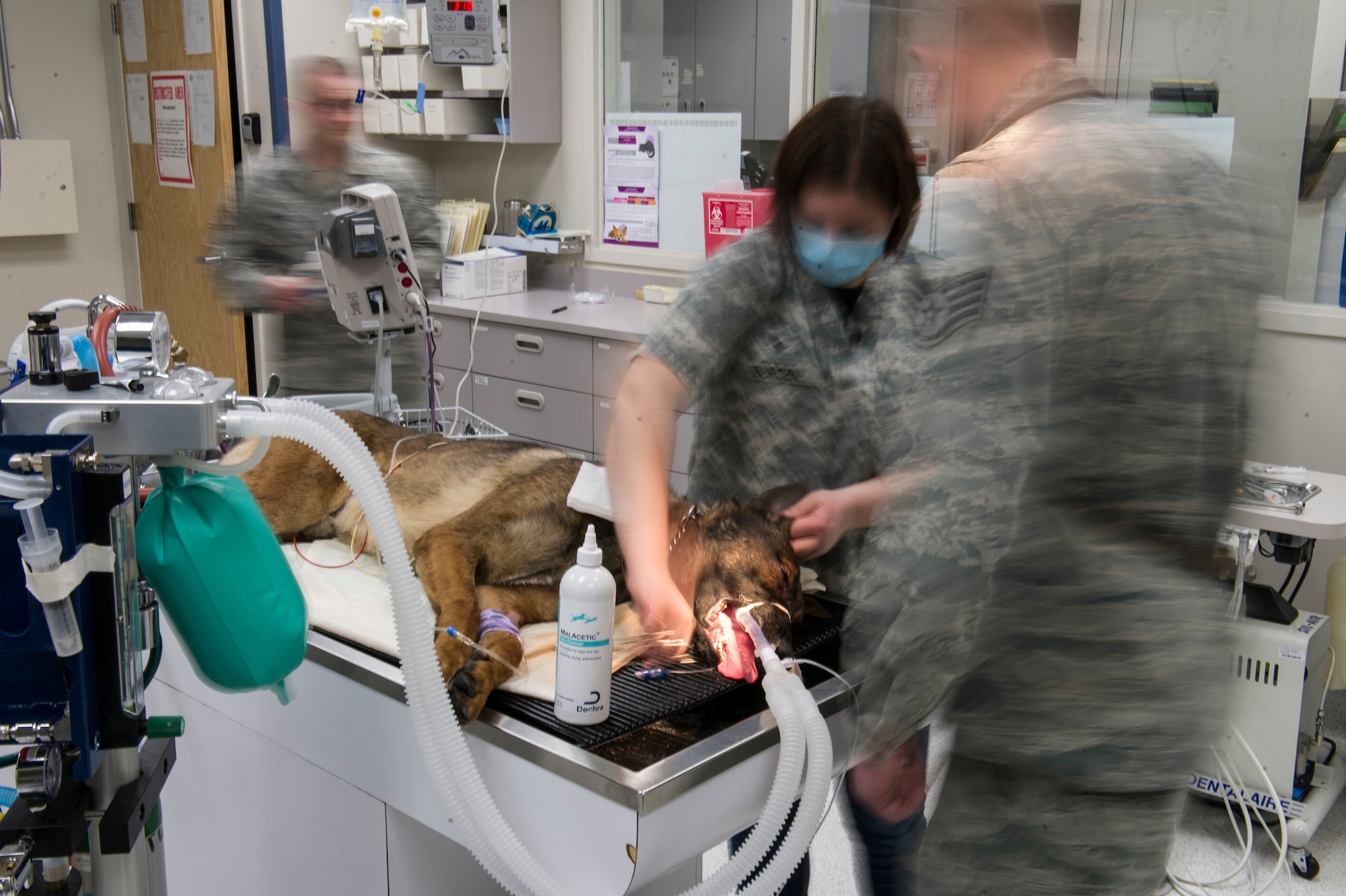 U.S. Army Spec. Ariel Burden, a Public Heath Command veterinarian technication , prepares Ooger, a 354th Security Forces Squadron military working dog for an annual dental cleaning at the Veterinarian Treatment Facility on Fort Wainwright, Alaska, Dec. 19, 2014. In the process of an average dental cleaning Burden taught two flight medics how to care for a MWD so they know how to treat a dog during a war scenario. (U.S. Air Force photo by Staff Sgt. Joshua Turner/Released)