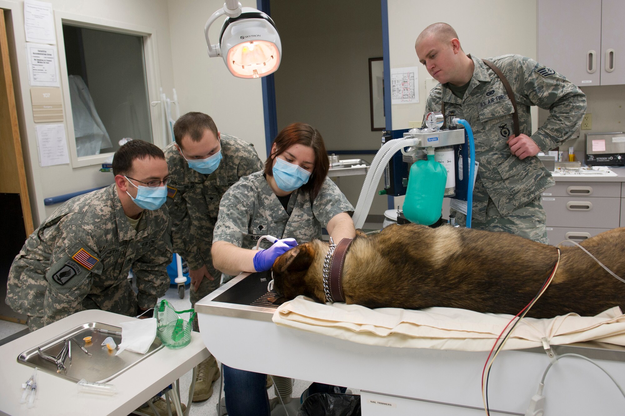 U.S. Army Staff Sgt. Brandon Smith and Spec. Jonathan Seay both assigned to Charlie Company 1-52, Aviation Battalion, observe Spec. Ariel Burden, a Public Heath Command veterinary technication during an annual dental cleaning on Ooger, 354th Security Forces Squadron military working dog, at the Veterinarian Treatment Facility on Fort Wainwright, Alaska, Dec. 19, 2014. Smith and Seay took Oogre???s appointment as a chance to learn how to care for a MWD in a controlled environment. (U.S. Air Force photo by Staff Sgt. Joshua Turner/Released)