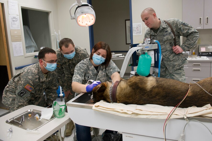 Mwd Takes Bite Out Of Dental Care