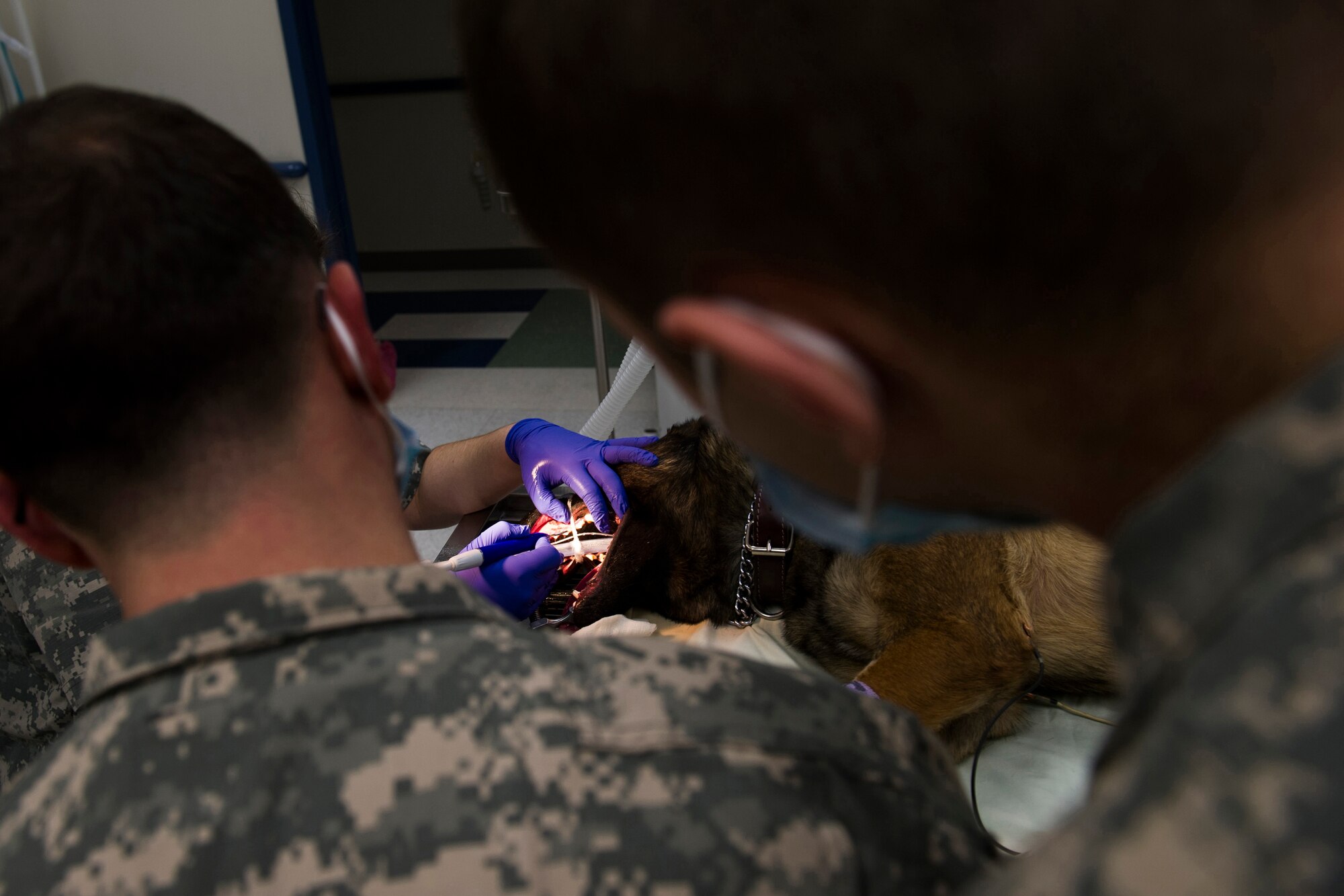 U.S. Army Staff Sgt. Brandon Smith and Spec. Jonathan Seay both assigned to Charlie Company 1-52, Aviation Battalion, observe a dental cleaning on Ooger, 354th Security Forces Squadron military working dog, at the Veterinarian Treatment Facility on Fort Wainwright, Alaska, Dec. 19, 2014. Smith and Seay took Oogre???s appointment as a chance to learn how to care for a MWD in a controlled environment.  (U.S. Air Force photo by Staff Sgt. Joshua Turner/Released)