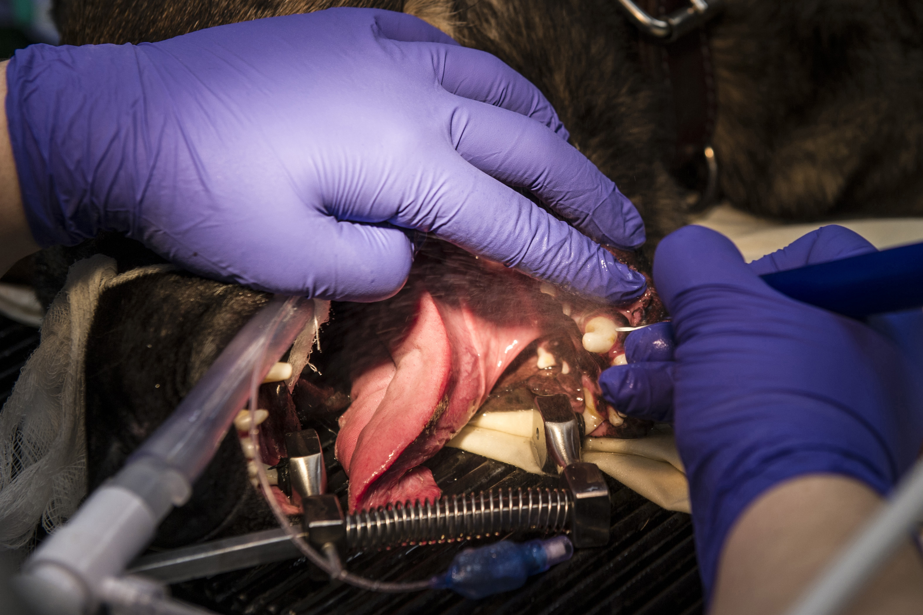 MWD dental appointment jointservice learning experience > Eielson Air Force Base > Display