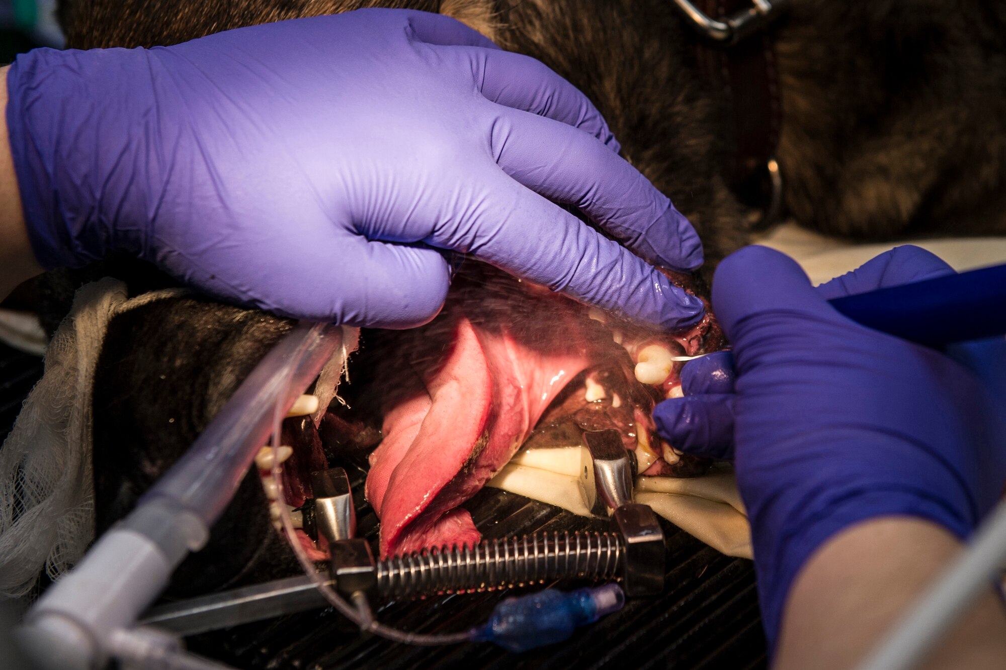 U.S. Army Spec. Ariel Burden, a Public Heath Command veterinarian technication, cleans the teeth of Ooger, 354th Security Forces Squadon military working dog, during an annual dental check-up at the Veterinarian Treatment Facility on Fort Wainwright, Alaska, Dec. 19, 2014. Military working dogs undergo a dental cleaning every year. (U.S. Air Force photo by Staff Sgt. Joshua Turner/Released)
