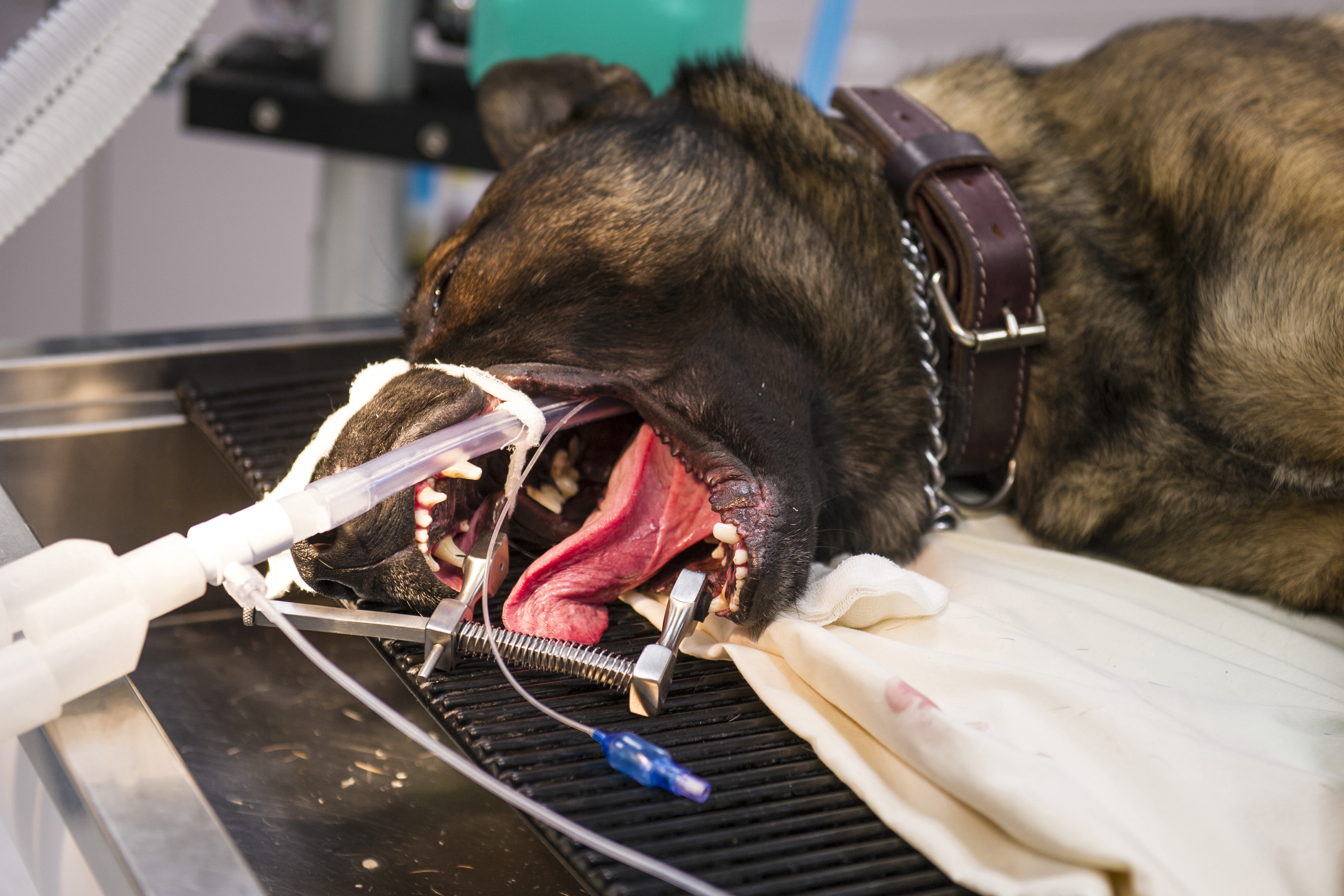 is-it-safe-to-put-a-dog-under-anesthesia-for-teeth-cleaning