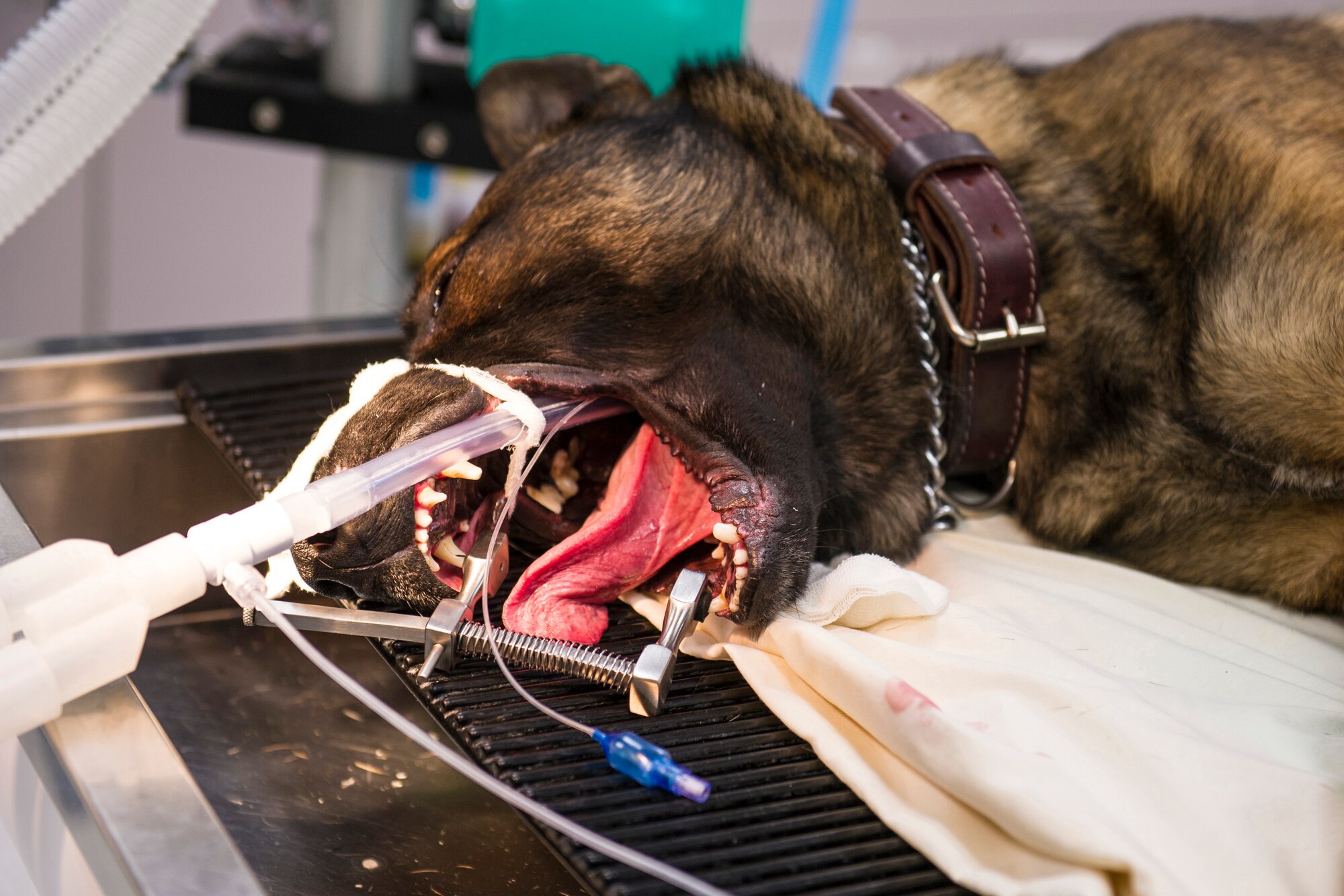Ooger, a 354th Security Forces Squadron military working dog, is put under general anesthesia before a dental cleaning at the Veterinarian Treatment Facility on Fort Wainwright, Alaska, Dec. 19, 2014. Ooger's annual dental check-up provided two U.S. Army flight medics an opportunity to learn how to care for a MWD in a controlled environment. (U.S. Air Force photo by Staff Sgt. Joshua Turner/Released)