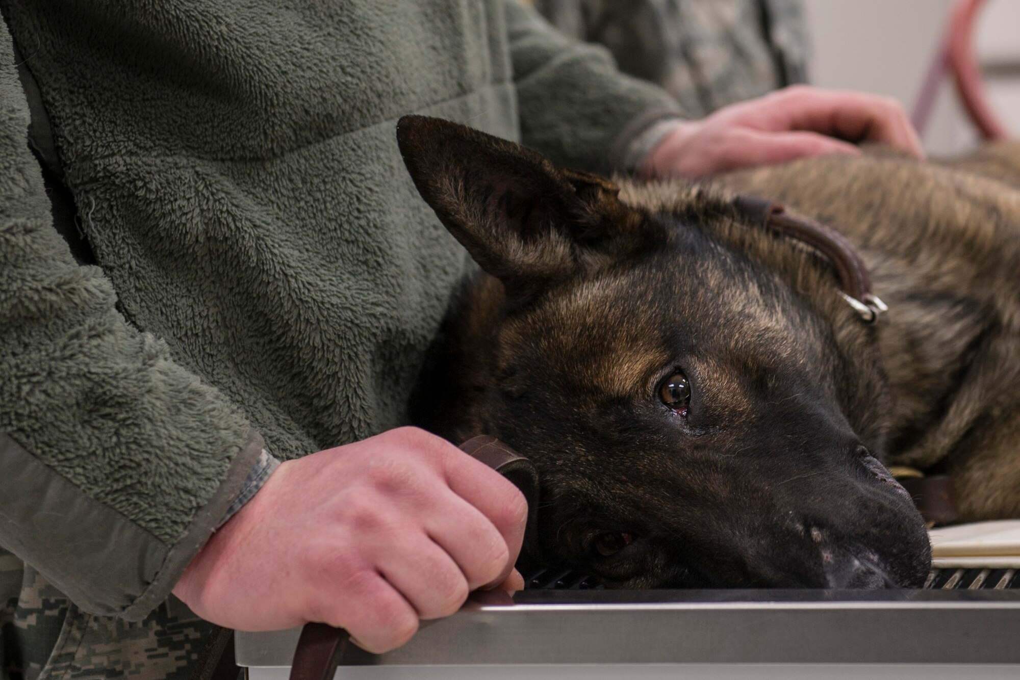 U.S. Air Force Staff Sgt. Paul Gringras, a 354th Security Forces Squadron military working dog handler, comforts Ooger, a 354th SFS military working dog, before a dental cleaning at the Veterinarian Treatment Facility on Fort Wainwright, Alaska, Dec. 19, 2014. U.S. Air Force Staff Sgt. Greengus maintained positive control of Ooger during his dental inspection. (U.S. Air Force photo by Staff Sgt. Joshua Turner/Released)