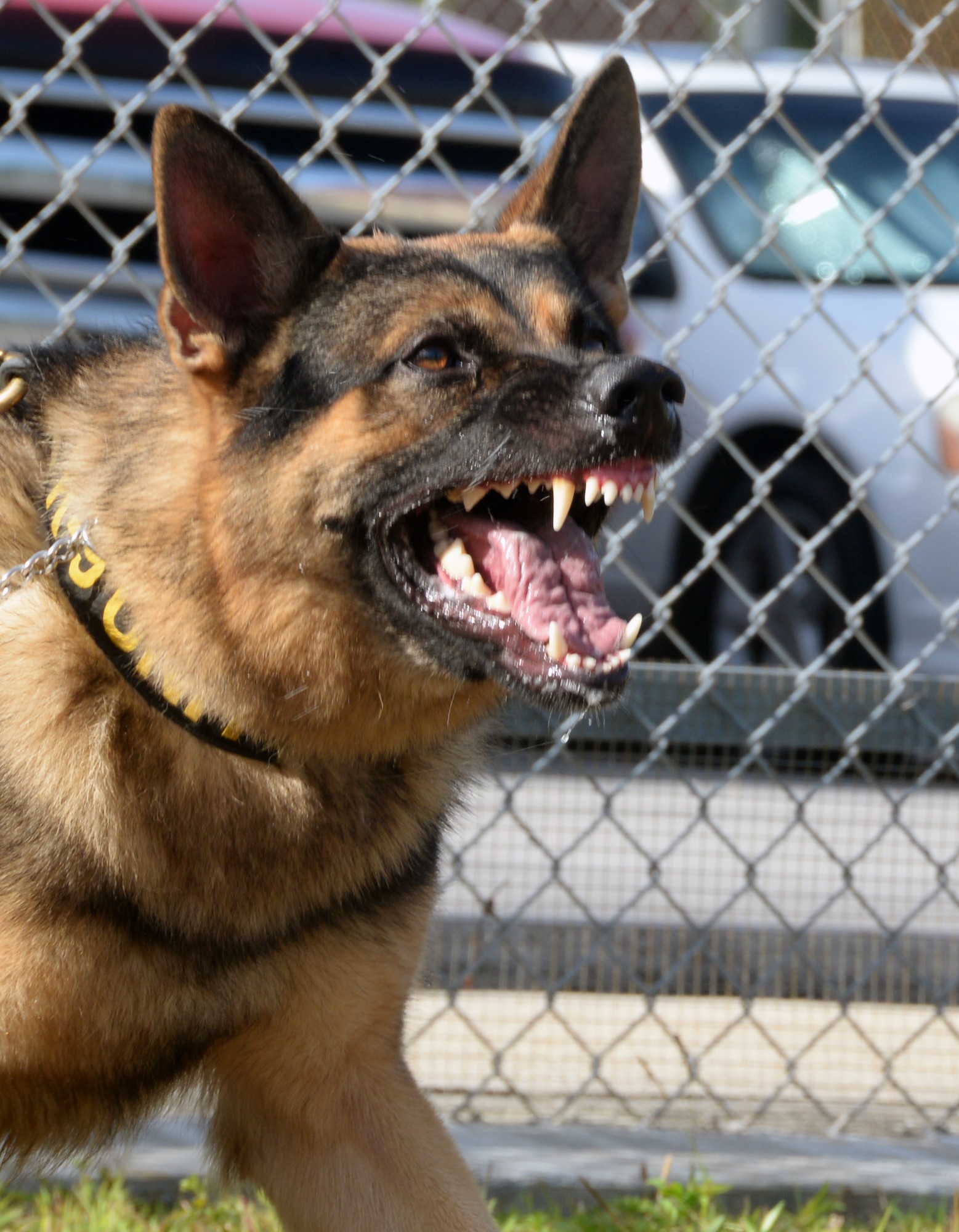 Johny, 36th Security Forces Squadron military working dog, displays aggression during back-tie work, for advanced decoy training Dec. 16, 2014, at Andersen Air Force Base, Guam. Back-tie work is a style of training that limits the dog’s area of movement to prevent injuries and also build a dog’s confidence. (U.S. Air Force photo by Senior Airman Amanda Morris/Released)