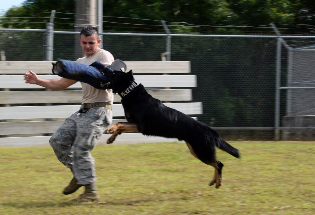 Staff Sgt. Aaron Rustici, 36th Security Forces Squadron military working dog handler, flees from Arno, 36th SFS military working dog, as he bites a hard sleeve during advanced decoy training Dec. 16, 2014, at Andersen Air Force Base, Guam. Advanced decoy training gives the trainers an opportunity to become more comfortable in high-threat situations and allows the dogs to become more confident. (U.S. Air Force photo by Senior Airman Amanda Morris/Released)