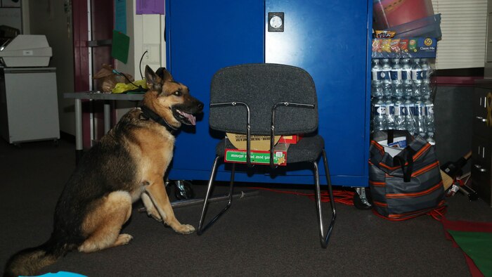 Max, military working dog, K9 unit, Provost Marshal’s Office, signals that he found a bomb threat during night training at Condor Elementary School, Dec. 9, 2014. The training helped evaluate the condition of the dogs while working. 