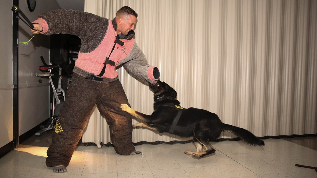 Bono, military working dog, K9 unit, Provost Marshal’s Office, bites Staff Sgt. Charlie Hardesty, kennel master, K9 unit, PMO, during night training at the community center aboard the Combat Center, Dec. 8, 2014. All of the dogs are trained to bite and subdue a person on command.