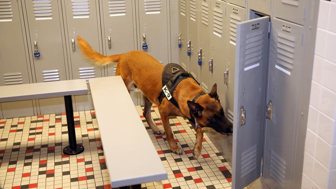 CChaz, military working dog, K9 unit, Provost Marshal’s Office, sniffs drug placements during night training at the Community Center aboard the Combat Center, Dec. 8, 2014. The K9 unit conducts mandatory night training once a month. 
