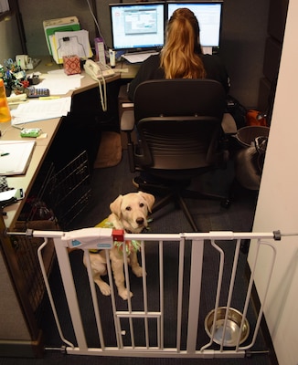 Colby Conrad works at her desk as Destry sits quietly nearby. Having accommodating leadership that allows the service dogs to stay by their trainer’s side is vital to the success of the Canine Companions for Independence according to Conrad. (U.S. Army photo by Luke Burns/Released)