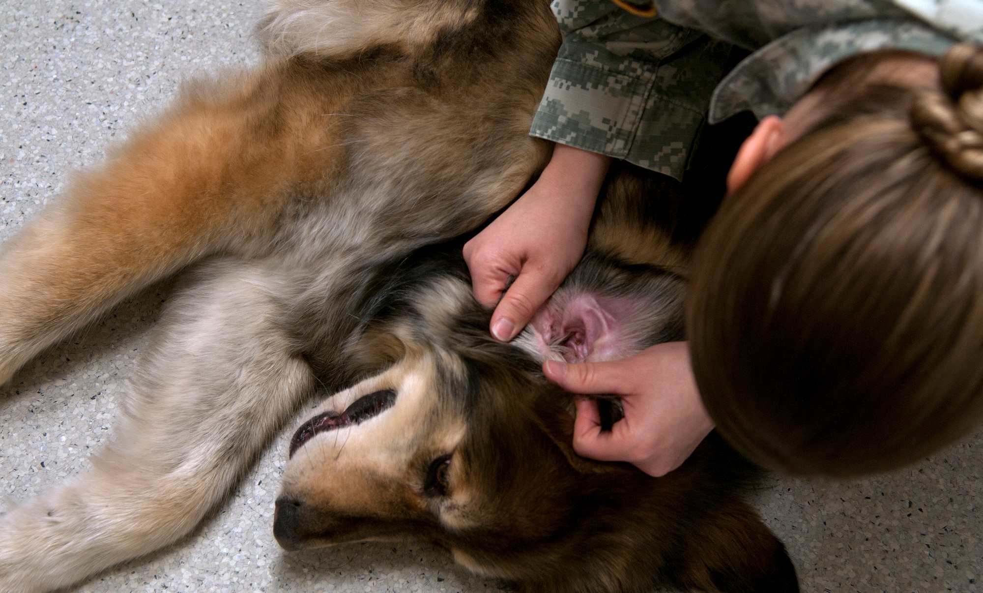 Army Capt. Shannon Mclean, U.S. Army Veterinary Treatment Facility officer in charge and veterinarian on F.E. Warren Air Force Base, Wyo., examines the ear canal of Kady, a seven year-old Saint Bernard Jan. 13, 2015. Medical examinations of pets are recommended once a year to ensure they remain healthy. (U.S. Air Force Photo/Airman 1st Class Brandon Valle)