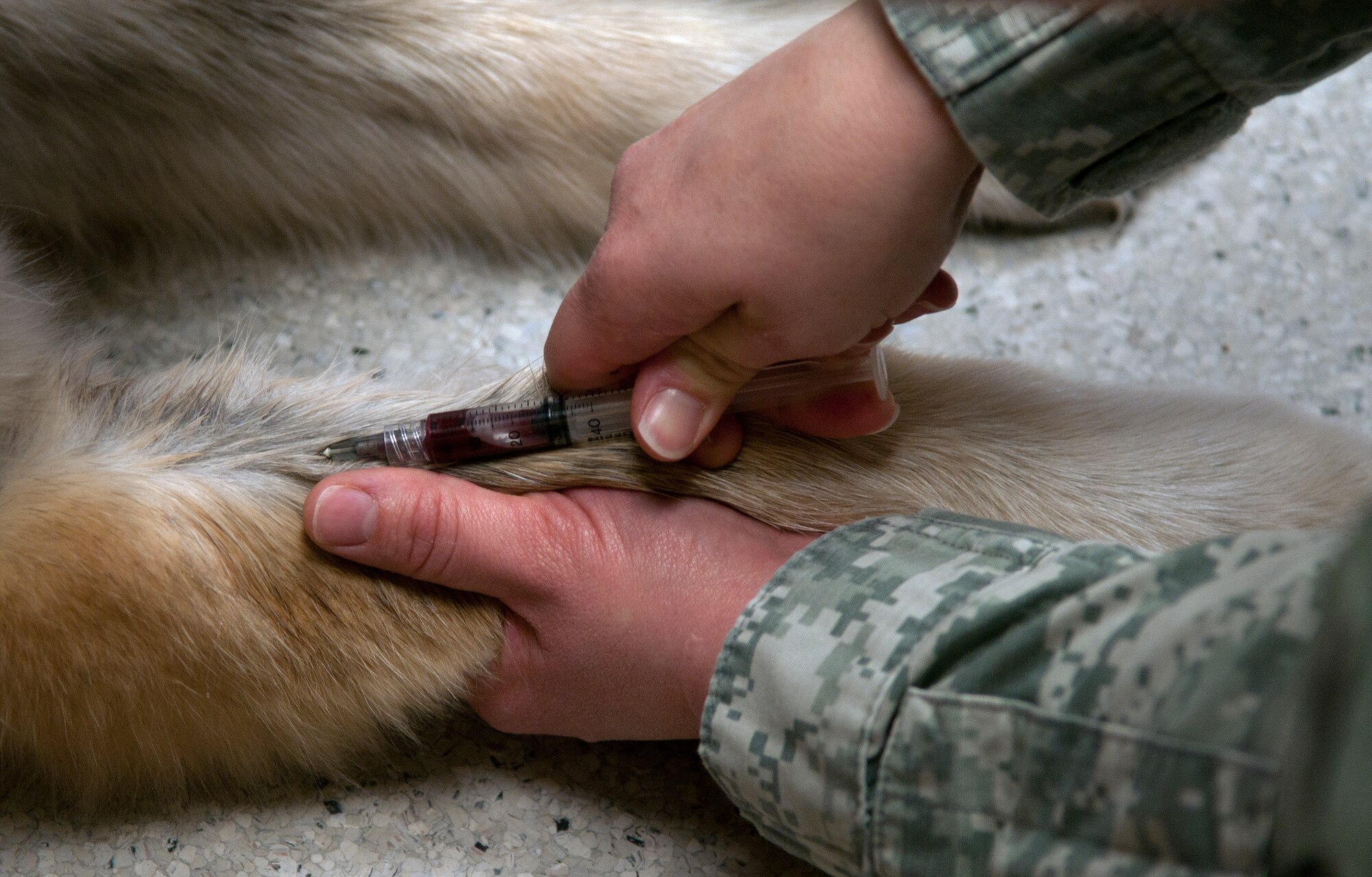 Army Capt. Shannon Mclean, U.S. Army Veterinary Treatment Facility officer in charge and veterinarian on F.E. Warren Air Force Base, Wyo., draws a sample of blood from Kady, a seven year-old Saint Bernard, Jan. 13, 2015. The VTF provides many services including wellness exams, vaccinations and routine laboratory testing. (U.S. Air Force Photo/Airman 1st Class Brandon Valle)