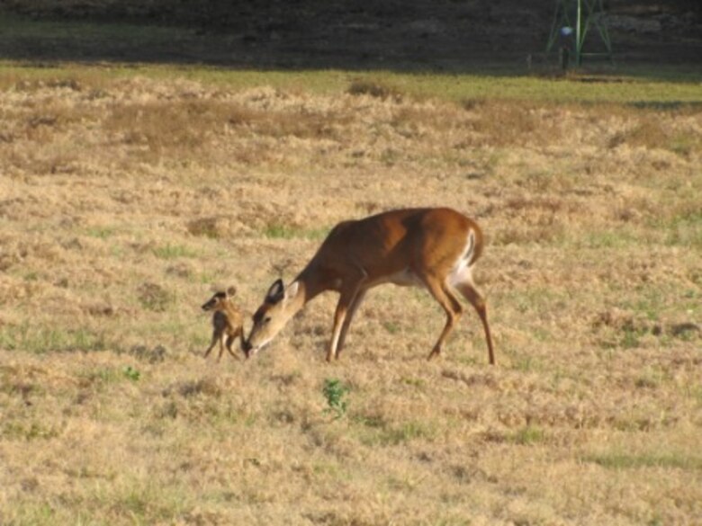 Newborn white tail deer