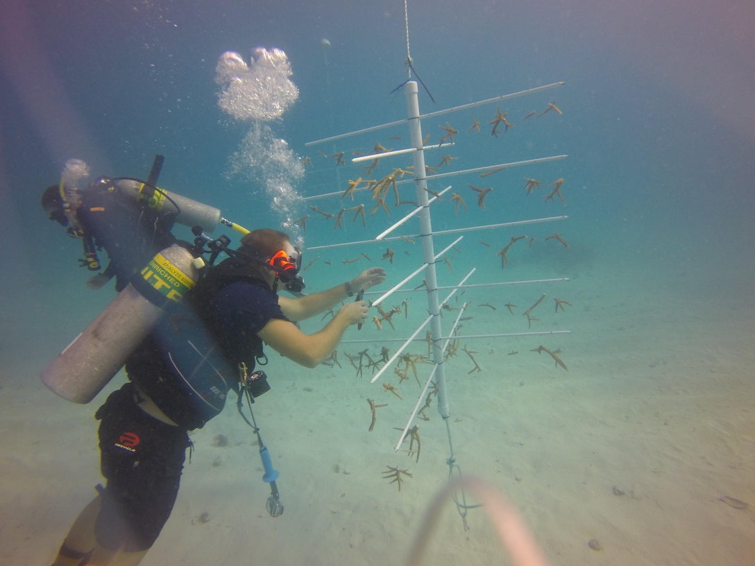 In a joint effort with Jacksonville District, a team of NOAA divers later relocated corals from the Miami Harbor to a nursery site.  The port is one of two Jacksonville District projects included in the administration’s “We Can’t Wait” initiative