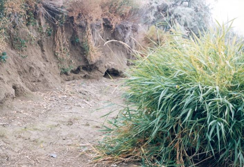 Discovery site of Kennewick Man remains along the Columbia River near Kennewick, Wash.