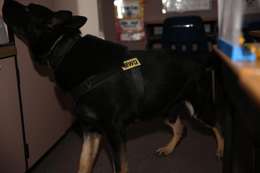 Bono, military working dog, K9 unit, Provost Marshal’s Office, searches for simulated bomb threats at Condor Elementary School as part of night training Dec. 9, 2014. The dogs are praised every time they find an objective during training. (Official Marine Corps photo by Lance Cpl. Thomas Mudd/ Released)