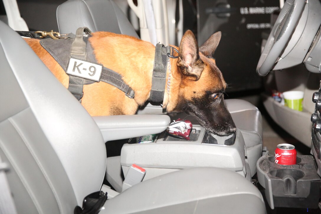 CChaz, military working dog, K9 unit, Provost Marshal’s Office, searches a vehicle for drugs during night training Dec. 8, 2014, aboard the Combat Center. The dogs searched the Community Center as well as vehicles during training. (Official  Marine Corps photo by Lance Cpl. Thomas Mudd/ Released)