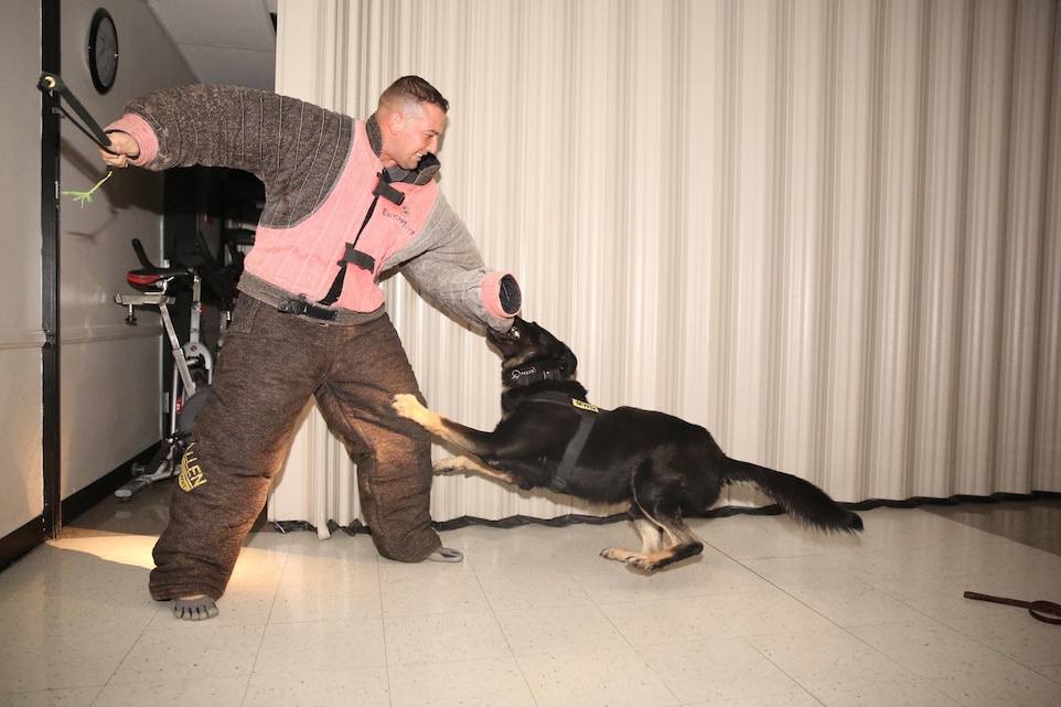 Bono, military working dog, K9 unit, Provost Marshal’s Office, bites Staff Sgt. Charlie Hardesty, kennel master, K9 unit, PMO, during night training at the community center aboard the Combat Center, Dec. 8, 2014. All of the dogs are trained to bite and subdue a person on command. (Official  Marine Corps photo by Lance Cpl. Thomas Mudd/ Released)