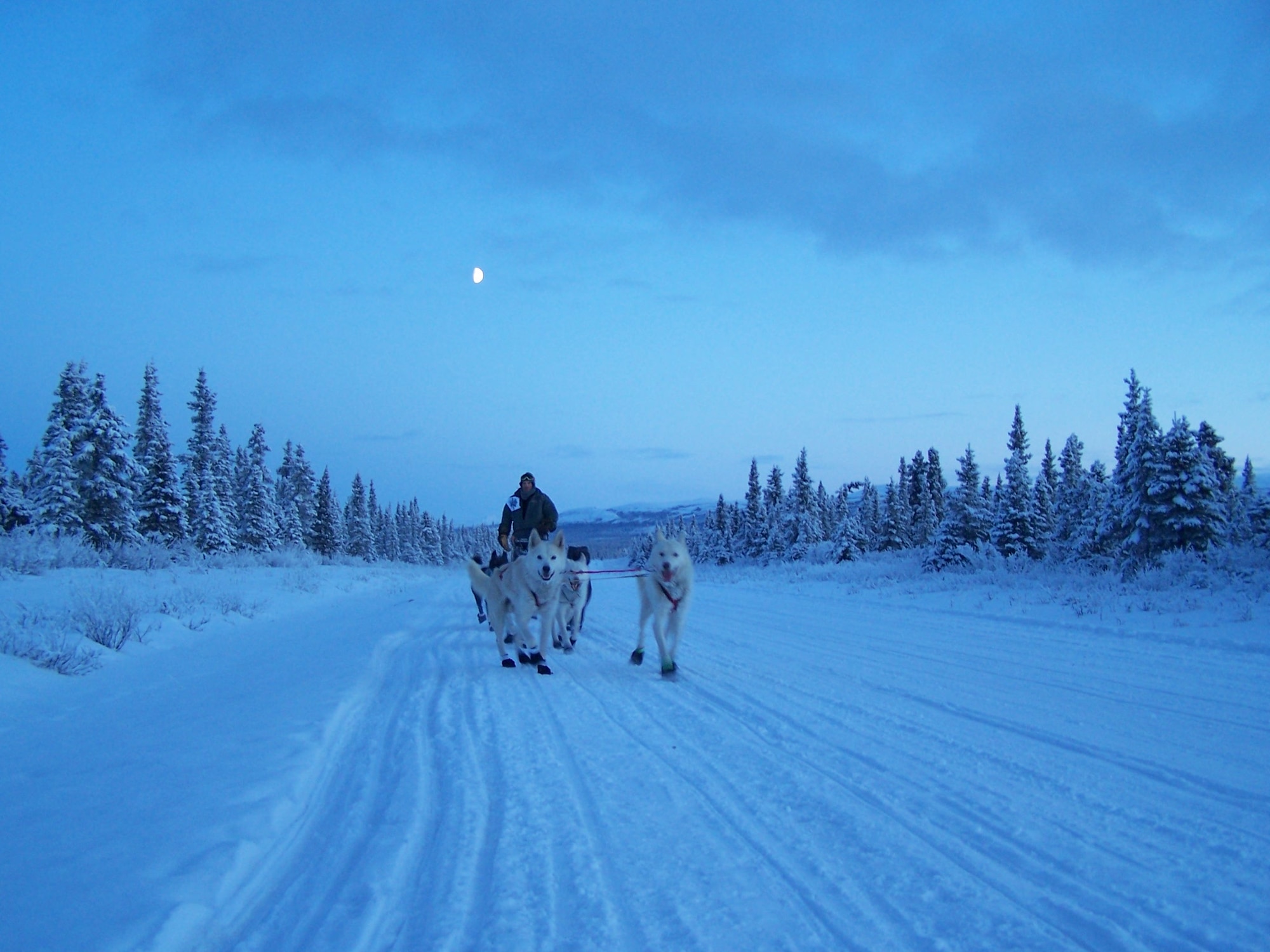 Maj. Roger Lee, 60th Aerospace Medicine Squadron bioenvironmental engineering operations officer, practices with his sled dogs for the Iditarod Trail Sled Dog Race in Alaska. Lee hopes to qualify for this year's installment of the competition, which travels more than 1,000 miles from Anchorage, Alaska, to Nome, Alaska. (Courtesy photo)