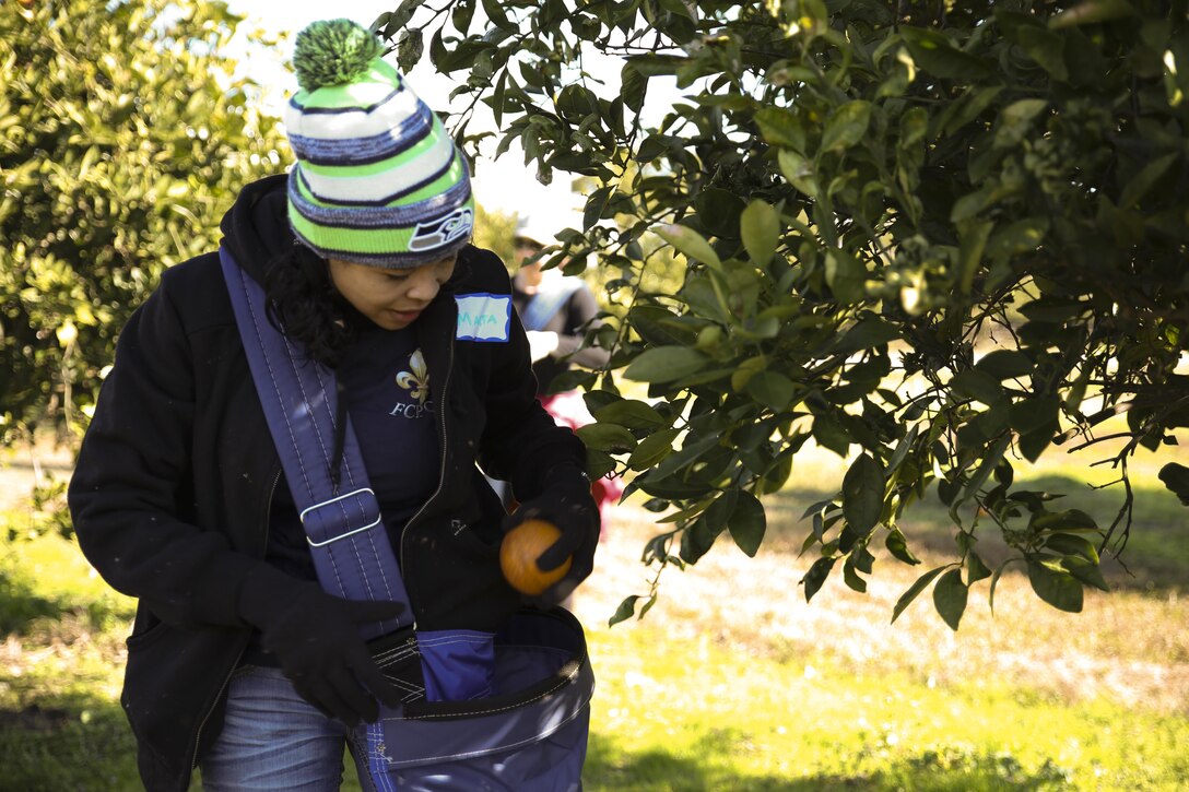 Navy Counselor 1st Class Marta Martin picks navel oranges at Second Harvest Food Bank in Belle Chasse, La., Jan. 17, 2015. Marines and Sailors from Marine Forces Reserve and Naval Air Station Joint Reserve Base New Orleans gathered with local community members to harvest a citrus orchard, where the fruit was then packaged for distribution to food banks, pantries and shelters across south Louisiana. Since the beginning of 2015, MARFORRES volunteers have completed 211 service hours in eight different community service projects. 
