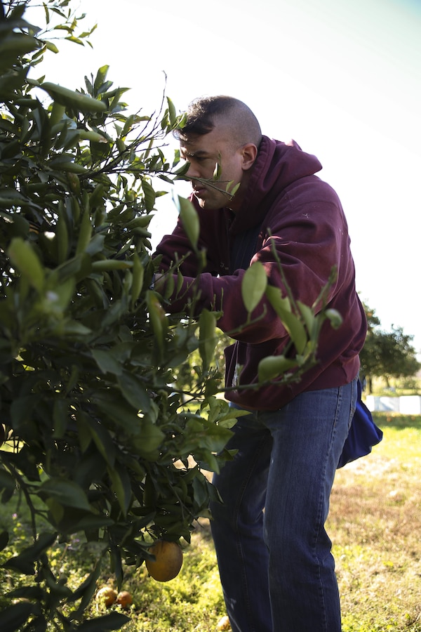 Lance Cpl. Benjamin Kulp, a comptroller Marine with Marine Forces Reserve, picks navel oranges at Second Harvest Food Bank in Belle Chasse, La. Saturday, Jan. 17, 2015. Marines and Sailors from Marine Forces Reserve and Naval Air Station Joint Reserve Base New Orleans gathered with local community members to harvest a citrus orchard, where the fruit was then packaged for distribution to food banks, pantries and shelters across south Louisiana. Since the beginning of 2015, MARFORRES volunteers have completed 211 service hours in eight different community service projects. 