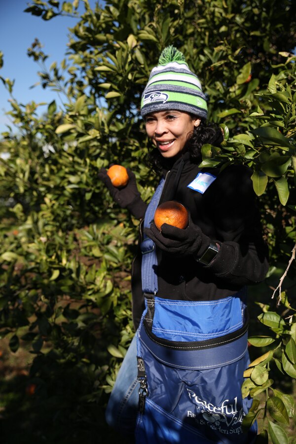 Navy Counselor 1st Class Marta Martin picks navel oranges at Second Harvest Food Bank in Belle Chasse, La., Jan. 17, 2015. Marines and Sailors from Marine Forces Reserve and Naval Air Station Joint Reserve Base New Orleans gathered with local community members to harvest a citrus orchard, where the fruit was then packaged for distribution to food banks, pantries and shelters across south Louisiana. Since the beginning of 2015, MARFORRES volunteers have completed 211 service hours in eight different community service projects. 