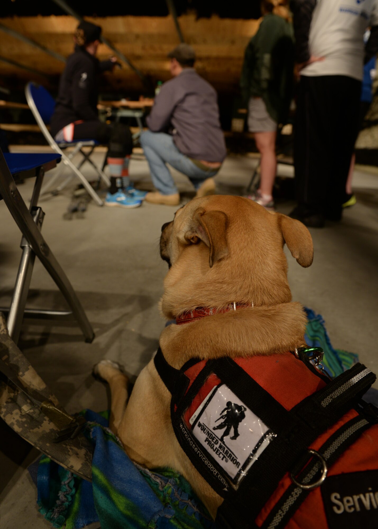 Service dog Bindi watches as her owner, Air Force Staff Sgt. (ret.) Melissa Gonzalez takes aim with a pistol during the shooting event for the Air Force Wounded Warrior Adaptive Sports and Reconditioning Camp at Joint Base San Antonio-Randolph, Texas, Jan 21, 2015. Gonzalez suffered leg injuries and a traumatic brain injury due to an improvised explosive device in Afghanistan. (U.S. Air Force photo by Tech. Sgt. Joshua Strang)