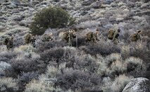 Marines with Headquarters and Service Company, Combat Logistics Battalion 26, Headquarters Regiment, 2nd Marine Logistics Group, hike roughly seven miles on the mountain trails of Bridgeport, California, Jan. 12, 2015. The Marines used the hike to help adapt to the mountains that they will be hiking during mountain warfare training in weeks to come. (U.S. Marine Corps photo by Lance Cpl. Kaitlyn Klein/released)