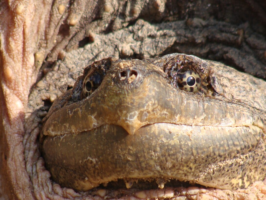 A snapping turtle enjoys the warm sun near Gull Lake Recreation Area in Brainerd, Minnesota.