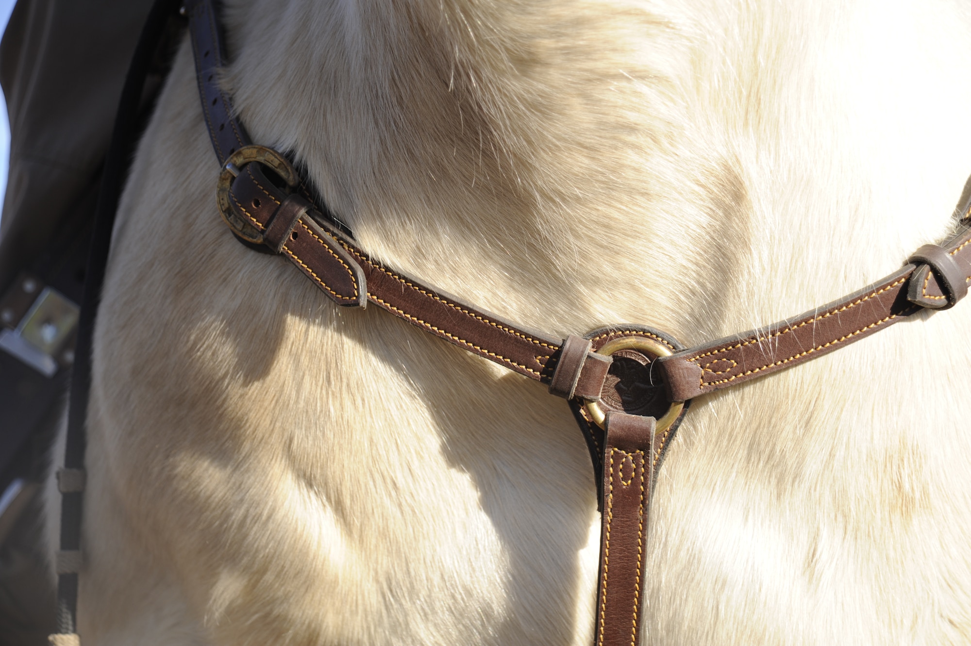 Patton is one of four horses currently used by Vandenberg AFB in conservation efforts Jan. 14, 2015, Vandenberg Air Force Base, Calif. The conservationists at Vandenberg are responsible for patrolling more than 99,000 acres of land utilizing trucks, ATVs and horses.  (U.S. Air Force photo by Airman 1st Class Ian Dudley/Released) 