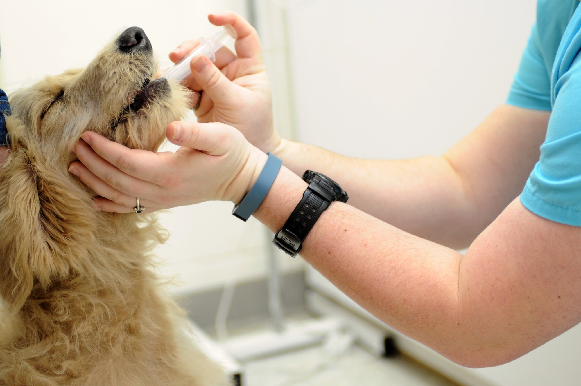 Max, a golden retriever-poodle puppy, receives deworming medication at the Ellsworth Veterinary Treatment Facility at Ellsworth Air Force Base, S.D., Jan. 6, 2015.  The facility primarily provides medical care to the 28th Security Forces Squadron military working dogs, ensuring they are medically fit for duty and preparing them for deployments, while also seeing more than 100 patients a month for a variety of preventive care or sick-call services. (U.S. Air Force photo by Senior Airman Hailey R. Staker/Released)   