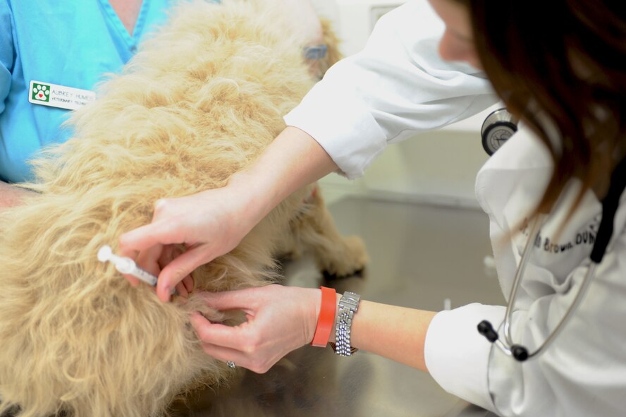 Dr. Erin Brown, Ellsworth Veterinary Treatment Facility veterinarian, administers a vaccine to Max, a golden retriever-poodle puppy of Jim Foxworth, U.S. Army retiree, at Ellsworth Air Force Base, S.D., Jan. 6, 2015. Any household pet of Department of Defense identification card holders, whether active duty servicemembers, National Guardsmen, Reservists or retirees, can be seen at the facility for preventive medical care, such as vaccines, annual checkups or sick call. (U.S. Air Force photo by Senior Airman Hailey R. Staker/Released)