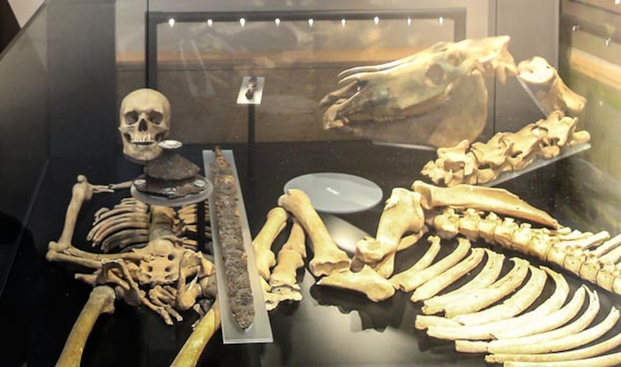 The Lakenheath Warrior and his horse are on display at the Mildenhall Museum after being discovered in 1977 at Royal Air Force Lakenheath, England. The remains were discovered during an excavation of three burial sites. (Courtesy photos by Suffolk Archaeology/Released)