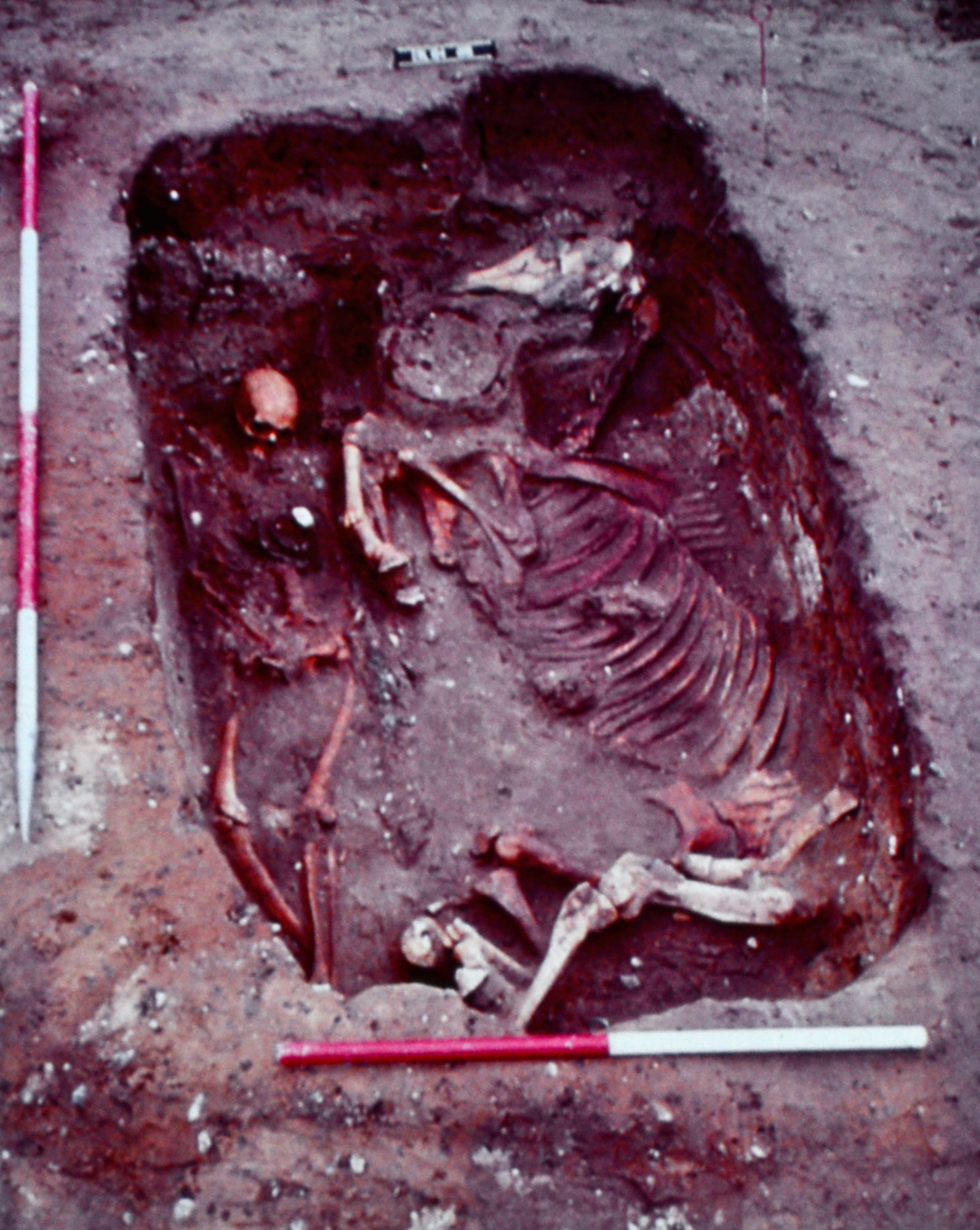 Jo Caruth and a team of archaeologists discovered the famous Lakenheath Warrior and his horse during an excavation in 1977 on Royal Air Force Lakenheath, England.  Three cemeteries were excavated over several years, with a total of 435 Anglo-Saxon burials and up to 17 cremations discovered. (Courtesy photo by Suffolk Archaeology/Released)