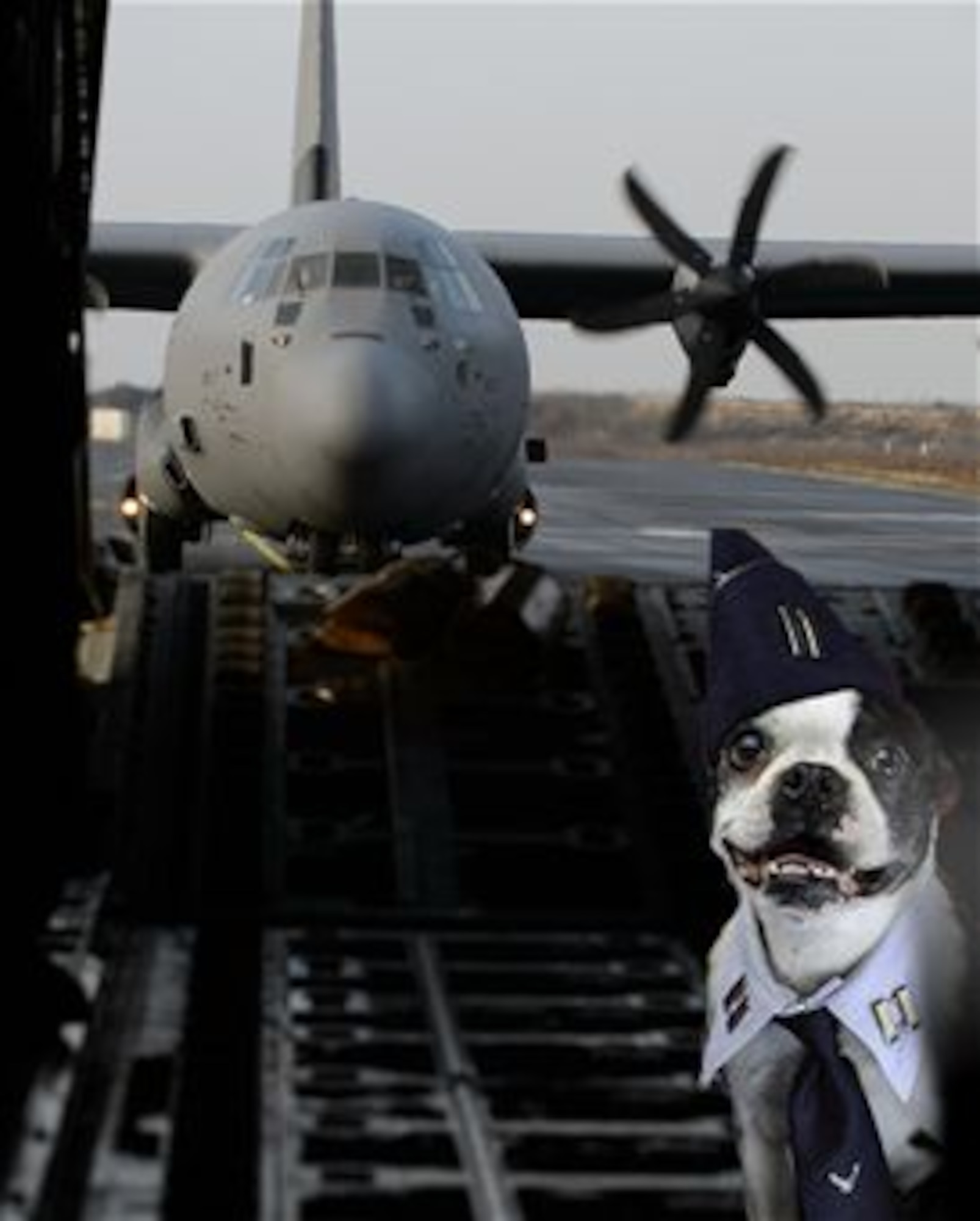 Capt. Spanky flies high this week in a C-130J Super Hercules. (U.S. Air Force Graphic)