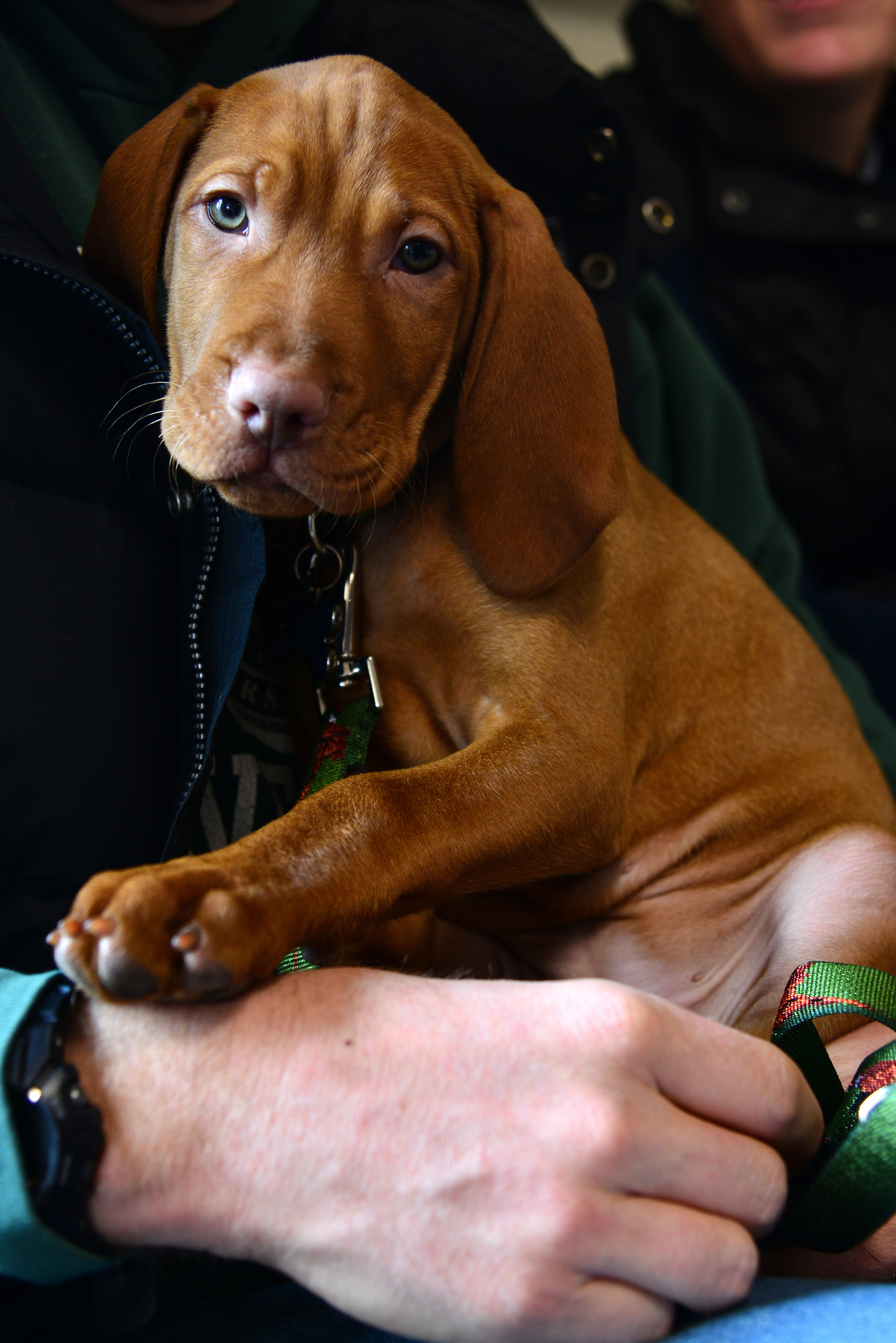 Radar, a 9-week-old Vizsla, is seen by a veterinarian at the Veterinary Treatment Facility Radar, a 9-week-old Vizsla, is seen by a veterinarian at the Veterinary Treatment Facility