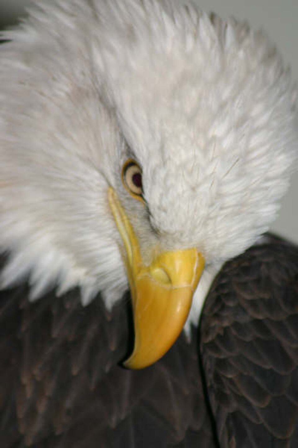 Pheonix, bald eagle
