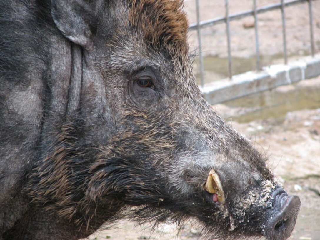 The Wild Boar, or Eurasian Wild Pig, has one of the largest geographic ranges of any mammal and can be found in habitats ranging from closed natural and planted forests to open scrublands with some cover. According to www.lhnet.org, wild boars are most active in the early morning and afternoon, though they can become nocturnal in areas where activity usually occurs throughout the night.