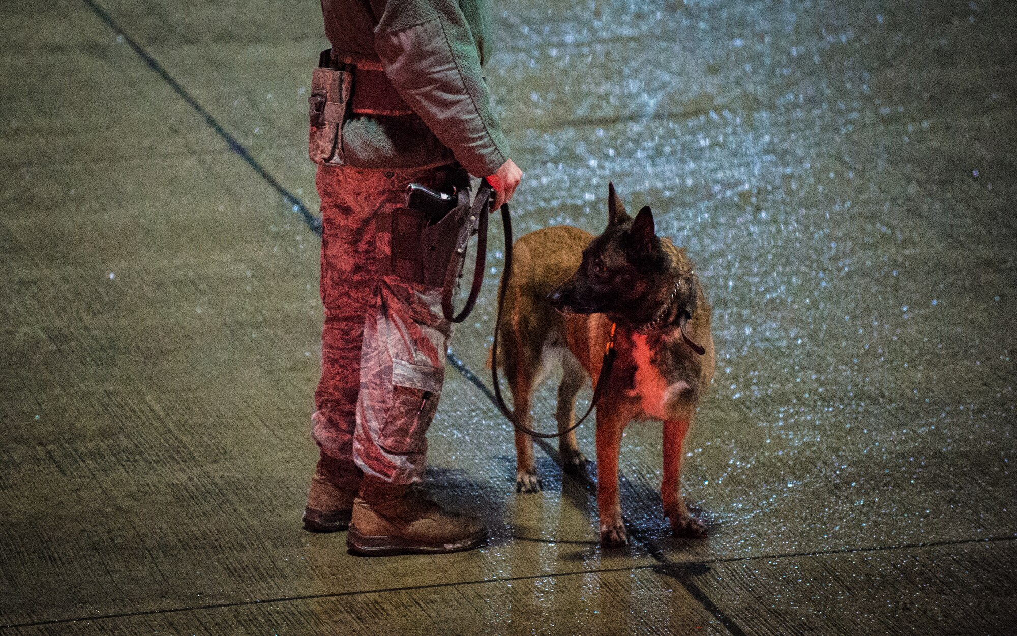 A military working dog waits for its handler’s command during a vehicle security sweep on Ramstein Air Base, Germany, Jan. 27, 2015.  The security checks were to ensure the safety of the area before the arrival of Air Force One. (U.S. Air Force photo/Senior Airman Nicole Sikorski)