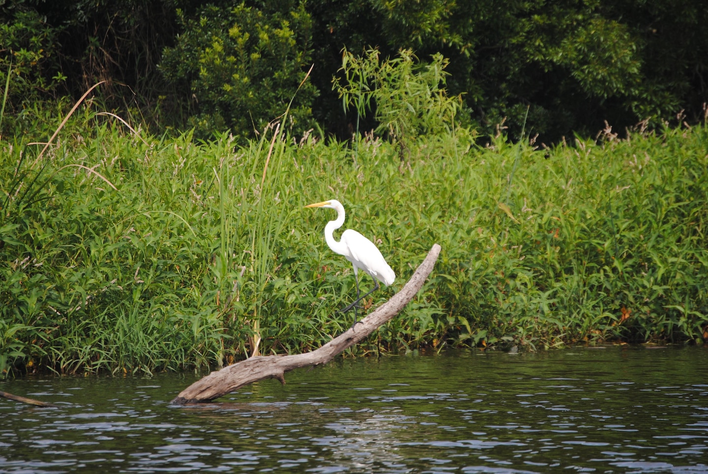 A white egret sits along the banks of a restored portion of the Kissimmee River near Lorida, Fla. The U.S. Army Corps of Engineers Jacksonville District hope to complete restoration of 44 miles of the historic river channel by 2019.