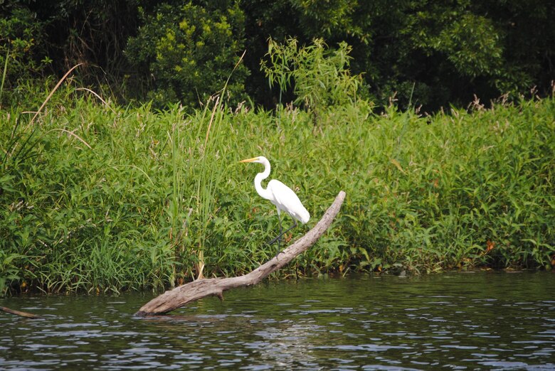 A white egret sits along the banks of a restored portion of the Kissimmee River near Lorida, Fla. The U.S. Army Corps of Engineers Jacksonville District hope to complete restoration of 44 miles of the historic river channel by 2019.