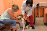 Donna Debonis (right), 59th Medical Wing veterinary medical officer, administers a routine shot to JoJo while Sherry Armstrong, JoJo’s owner, holds her in place June 29 at the Joint Base San Antonio- Lackland Veterinary Treatment Facility. The JBSA-Lackland facility now has multiple appointments available, for more information, call 671-3631. (U.S. Air Force photo/Senior Airman Lynsie Nichols)