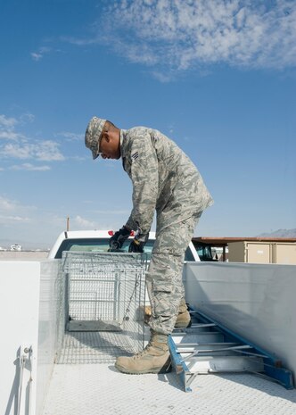 Senior Airman Reuben Moss, 99th Civil Engineer Squadron pest management journeyman, readies a coyote cage on Nellis Air Force Base, Nev., June 29, 2015. Pest management’s mission is to ensure environmentally sound and effective programs are present to prevent pests and disease vectors from adversely affecting Department of Defense operations. (U.S. Air Force photo by Airman 1st Class Rachel Loftis)